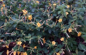 asus-zenfone-zppm-camera-sample