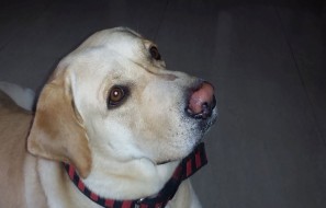 asus-zenfone-zppm-camera-sample
