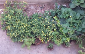 asus-zenfone-zppm-camera-sample