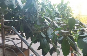 asus-zenfone-zppm-camera-sample