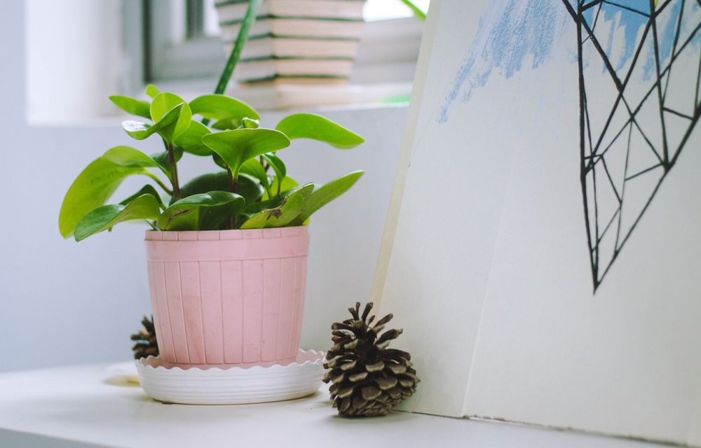 Remember The Watering Time of your Plants with Planty App