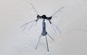 RoboBee drone