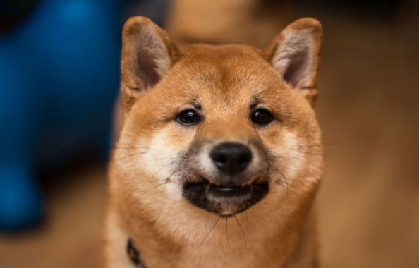 How to buy Shiba Inu Cryptocurrency in India