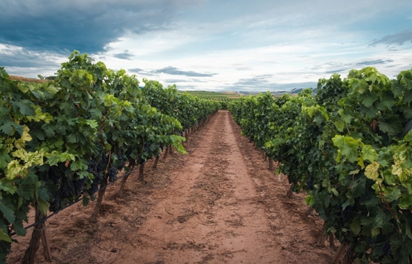 Technology and Agriculture